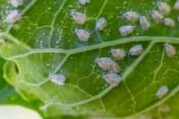 Les mouches blanches et leurs larves sont bien connues des jardiniers. © Oleh Marchak, Adobe Stock