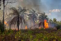 Presque tous les départs de feu qui touchent la forêt amazonienne sont d'origine humaine. © Imago Photo, Adobe Stock