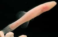 Le poisson Amblyopsis hoosieri n’a pas d’yeux et a été découvert dans une grotte aux États-Unis. © Chakrabarty et al. 2014, ZooKeys, cc by 4.0