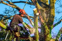 Chez vous, mais pas sans règles : abattre un arbre peut vous coûter cher. © Cwarham, iStock