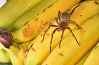 Phoneutria nigriventer, ou araignée-banane, possède un venin très puissant qui provoque des érections. © Tobias, Adobe Stock 