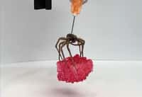 Grâce à une aiguille, des chercheurs ont réussi à transformer une araignée morte en pince robotique. © Université Rice