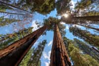 Séquoias géants (Sequoia sempervirens) dans le Sequoia National Park. © lucky-photo, fotolia