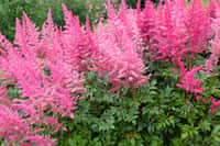 C'est le moment de planter cette fleur magnifique pour un jardin éclatant au printemps. © LordRunar, iStock