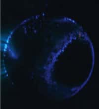 Dans la Planeterrella, la sphère simule une planète magnétisée avec une atmosphère de CO2, bombardée par du vent solaire. Des aurores bleues se développent en lien avec son champ magnétique (Nikon D5000 ; CMOS sensor, Iso : 1600 ; temps d’exposition : 3 s). © D. Bernard.