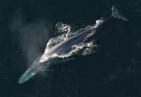 La baleine bleue est l'animal le plus imposant ayant jamais existé sur Terre. © CC0