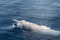 Les baleines de Cuvier ont un aspect original. Parfois, les mâles ont même de nombreuses cicatrices sur le dos, traces d’anciens combats. On sait désormais qu'elles comptent parmi les meilleurs plongeurs. © Andrea Izzotti, Adobe Stock