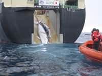 Les baleiniers scientifiques japonais, comme le célèbre Nisshin Maru qui remonte une baleine de Minke et son petit, ne seront plus autorisés à pêcher les cétacés dans les mers australes pour ne pas avoir respecté les conditions du moratoire qu’ils avaient signé. © Customs and Border Protection Service, Commonwealth of Australia, Wikipédia, cc by sa 3.0