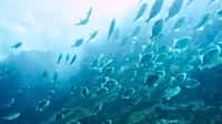 Un banc de balistes communs, Balistes capriscus. Ces poissons sont capables de détecter l'arrivée d'une tempête et de se réfugier en profondeur un ou deux jours à l'avance. © Tiago Thedim, Wikimedia Commons