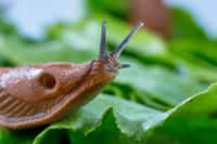 Une colle chirurgicale a été inspirée de la bave de limace. Au jardin, ces animaux font parfois des ravages au potager. © Gina Sanders, Fotolia