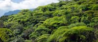 En raison des activités humaines, les plantes disparaissent à un rythme 500 fois supérieur à la normale. Forêt de fougères arborescentes sur l'Île de la Réunion. © Frog974, Fotolia