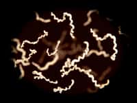 Illustration en 3D d'une bactérie Borrelia, reconnaissable par ses motifs en spiralée. Elle appartient à la famille des spirochètes, dont la forme hélicoïdale est l'une des caractéristiques. © Juan Gartner, Adobe Stock