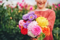 Cueillir des dahlias au jardin pour réaliser un bouquet de saison. © annanahabed, AdobeStock