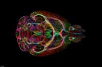 L'une des images ultra-détaillées du cerveau d'une souris obtenue avec l'IRM. © Duke Center for In Vivo Microscopy