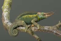Un caméléon à trois cornes de l'espèce Trioceros jacksonii. © davemhuntphoto, Adobe Stock