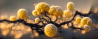 Candida auris est un champignon. © catalin, Adobe stock
