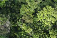 Canopée avec palmeraie à Euterpe oleracea et Mauritia flexuosa (monts Tumuc-Humac, Guyane, frontière avec le Brésil). Les cycles biogéochimiques en Amazonie sont principalement réalisés par une infime fraction des espèces d'arbres qui la peuplent. © Daniel Sabatier, IRD