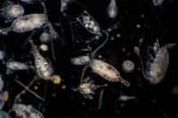 Les micro-organismes végétaux jouent un rôle fondamental dans le fonctionnement des écosystèmes marins. © tonaquatic, Adobe Stock