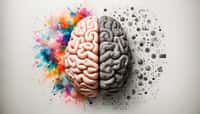 Existe-t-il une différence entre le cerveau d'un homme et celui d'une femme ? © Who is Danny, Adobe Stock