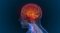 Le cortex cérébral est la partie du cerveau qui rend la conscience possible, et chaque région corticale contribue à ce système de mémoire consciente.&nbsp;© appledesign, Adobe Stock