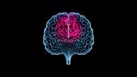 Comment la listéria atteint-elle le cerveau ? © hk_design, Adobe Stock