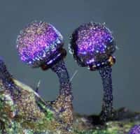 Elaeomyxa cerifera, un myxomycète scintillant comme une galaxie. © Sarah Lloyd