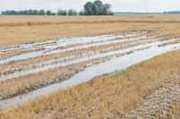 Les cultures de blé ont été très difficiles cette année avec les pluies exceptionnelles partout en France. © Сергей Старостов, Adobe Stock