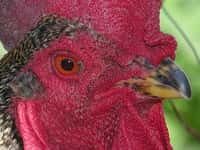 Le poulet a une bonne vision, avec pourtant une organisation de la rétine inhabituelle dans le monde animal. Cette organisation vient d’être étudiée par des chercheurs états-uniens. © Luis Miguel Bugallo Sánchez, Wikimedia Commons, cc by sa 3.0