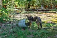 De nombreux chiens ont été abandonnés peu après l'accident de Tchernobyl. Ici, la ville fantôme de Pripyat dans la zone d'exclusion de Tchernobyl. © onphotoua, Adobe Stock