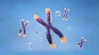 Les chromosomes sont constitués d'une ou plusieurs molécules d'ADN et de protéines. © piyaset, Adobe Stock