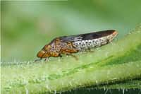 La cicadelle pisseuse (Homalodisca vitripennis), venue des États-Unis, est un vecteur très efficace de certaines souches phytopathogènes pour la vigne de la bactérie Xylella fastidiosa. © Russ Ottens, University of Georgia, Wikimedia Commons, CC by-sa 3.0