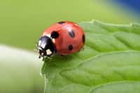 Les points sur le dos des coccinelles permettent de faire la distinction entre les espèces. © Chepko Danil, Adobe Stock  