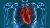 Le cœur artificiel de Carmat vise à pallier au problème de manque de donneurs pour des patients souffrant de graves insuffisances cardiaques. © unlimit3d, Fotolia