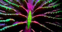 Zoanthus gigantea est un petit corail mou vivant en colonie par souci de protection contre ses prédateurs. © Martin Colognoni, Coral Guardian - Tous droits réservés, reproduction interdite 