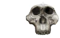 Paranthropus boisei présentait un crâne « robuste » dont la forme diffère largement de celle des humains actuels. © Juan Aunión, Adobe Stock