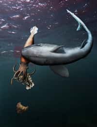 Alors qu'il mangeait un crustacé, un céphalopode préhistorique est tué par un requin. Le crustacé et le céphalopode ont été découverts fossilisés ensemble. © Christian Klug et al., Swiss Journal of Paleotonlogy