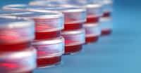 Des cellules ont perdu des marques épigénétiques avec les vitamines A et C. © science photo, Shutterstock