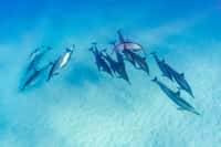 Les scientifiques ont étudié des populations de dauphins au large de l’île Kauai à Hawaï. © melissa, Fotolia