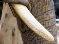 Principalement huit pays entretiennent le marché illégal de l’ivoire, selon la Cites : la Chine, le Kenya, la Malaisie, l'Ouganda, les Philippines, la Tanzanie, la Thaïlande et le Vietnam. © danorth1, Flickr, cc by nd 2.0
