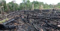 Triste spectacle de déforestation en Amazonie. © guentermanaus, shutterstock
