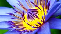 Le nénuphar, une plante flottante aux fleurs solitaires. Plante aquatique bien connue, le nénuphar, ou nénufar, se caractérise par de longues feuilles arrondies flottantes et par de magnifiques fleurs solitaires. Elle se développe dans les eaux dormantes à partir d’une souche enracinée dans le fond. Origine : Europe. © Orlando Dus, Flickr, CC by-nc-nd 2.0