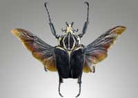 Le scarabée goliath,&nbsp;Goliathus goliathus. © Didier Descouens,&nbsp;Wikimedia Commons, CC by-sa 4.0