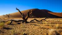 Sossusvlei est un désert de sel et d'argile. Il se trouve dans le parc de Namib Naukluft, dans le désert du Namib, en Namibie. Il consiste en un oued pénétrant depuis la localité de Sesriem sur une soixantaine de kilomètres d'est en ouest dans la zone des dunes du désert. Sossusvlei est le site touristique le plus visité de Namibie.
© Jean-Louis Vandevivère, Flickr, CC by-nc-sa 2.0