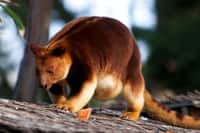 Le kangourou des arbres, ou dendrolague, un fin acrobate. Comme leur nom l’indique, les kangourous des arbres, ou dendrolagues, vivent perchés dans les hauteurs. Sur la terre, ils sont plutôt lents et maladroits, alors qu'en haut ils deviennent souples et agiles. Ces marsupiaux arboricoles sont d’excellents sauteurs et peuvent bondir entre deux arbres distants de neuf mètres ! Ils vivent à l’extrême nord-est de l’Australie, principalement dans les régions montagneuses. © Fayes4Art, Flickr, CC by 2.0