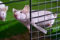Les souris de laboratoire sont très utiles pour étudier le fonctionnement du cerveau. Dans cette expérience, les auteurs se sont intéressés à l’extinction de la mémoire chez ces rongeurs. Ils ont mis en évidence une protéine, appelée Tet1, qui joue un rôle clé dans le processus. © Miles Cave, Flickr, cc by nc nd 2.0