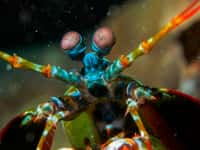 La crevette-mante fait partie des invertébrés dont la vision peut détecter la polarisation de la lumière. © Bugking88, Fotolia

