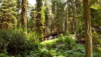 Forêt de Rambouillet. La forêt de Rambouillet, située dans le sud du département des Yvelines, est un des principaux massifs forestiers d'Île-de-France. Il s'agit d'un espace boisé de 200 km², dont 14 550 ha de forêt domaniale, qui s'étend sur le territoire de 29 communes. Le peuplement est constitué principalement de chênes, à hauteur de 68 %, et de résineux (pin sylvestre et pin laricio) pour 25 %. Ce massif comporte des étangs, des zones rocheuses, des étendues de sable, des vallons et des cascades. Une partie de la forêt se trouve dans le parc naturel régional de la haute vallée de Chevreuse. © Pline GNU Free Documentation License version 1.2