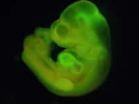 Les cellules STAP sont des cellules souches fabriquées en soumettant des cellules matures à un stress. Elles sont capables de pluripotence, ce qui signifie qu’elles peuvent&nbsp;se différencier en n’importe quel type de cellule. Sur cette image, on peut observer un embryon de souris obtenu à partir d’une cellule STAP fluorescente. © Haruko Obokata, Nature