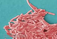 Legionella pneumophila observée en microscopie. La bactérie est responsable de la légionellose, appelée aussi maladie du légionnaire. Cette pathologie a été baptisée ainsi en 1976, car elle a frappé un grand nombre de participants à une convention de l’American Legion qui se tenait à Philadelphie. © CDC, Wikimedia Commons, cc by sa 3.0