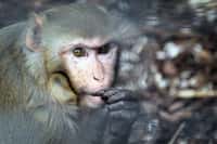 Les macaques rhésus (Macaca mulatta)&nbsp;sont des animaux très souvent utilisés comme modèle dans la recherche scientifique. S'ils nous ont déjà aidés à déterminer les groupes sanguins, ils pourraient aussi contribuer à soigner la paralysie. © GraphicReality, Flickr, cc by nc sa 2.0